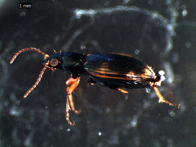 Imagem de Bembidion (Notaphus) varium (G. A. Olivier 1795)