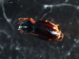 Plancia ëd Bembidion (Philochthus) iricolor Bedel 1879