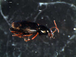 Imagem de Bembidion (Notaphus) varium (G. A. Olivier 1795)