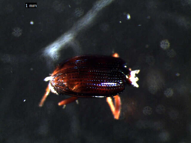 Bembidion (Emphanes) normannum Dejean 1831的圖片