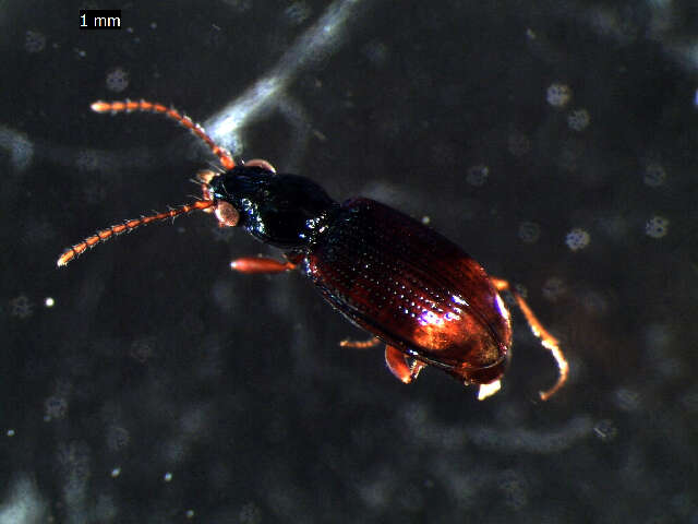 Bembidion (Emphanes) normannum Dejean 1831的圖片