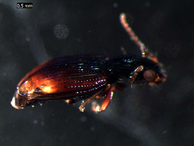 Bembidion (Emphanes) normannum Dejean 1831的圖片