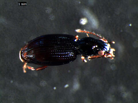 Image of Bembidion (Emphanes) normannum Dejean 1831