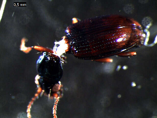 Bembidion (Emphanes) normannum Dejean 1831的圖片