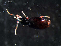 Bembidion (Emphanes) normannum Dejean 1831的圖片