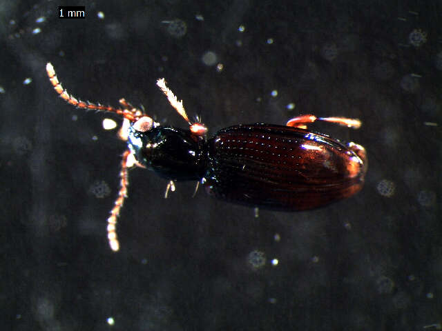 Bembidion (Emphanes) normannum Dejean 1831的圖片