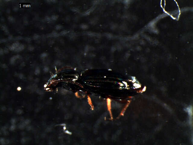 Bembidion (Metallina) properans (Stephens 1828) resmi