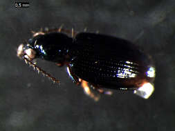 Plancia ëd Bembidion (Emphanes) minimum (Fabricius 1792)