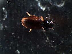 Image of Bembidion (Philochthus) lunulatum (Geoffroy ex Fourcroy 1785)