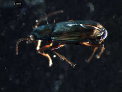 Imagem de Bembidion (Notaphus) varium (G. A. Olivier 1795)