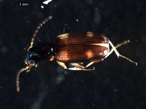 Image of Bembidion (Bembidion) quadrimaculatum (Linnaeus 1760)