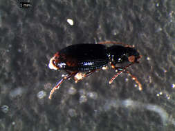 Bembidion (Emphanes) minimum (Fabricius 1792)的圖片