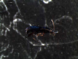 Plancia ëd Bembidion (Emphanes) minimum (Fabricius 1792)