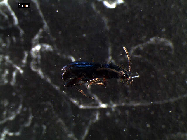 Bembidion (Emphanes) minimum (Fabricius 1792)的圖片