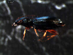 Bembidion (Metallina) properans (Stephens 1828) resmi