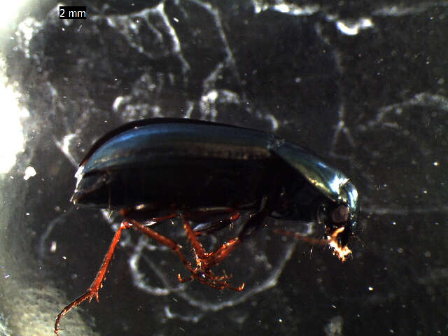 Image of common sun beetle