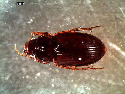 Image of Carabidae