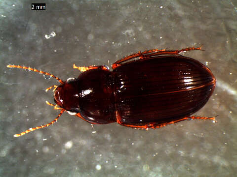 Image of Carabidae