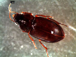 Image of Carabidae