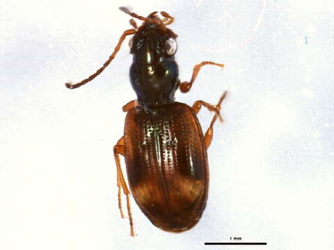 صورة Bembidion (Trepanes) articulatum (Panzer 1796)