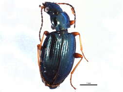 Bembidion (Peryphanes) deletum Audinet-Serville 1821的圖片