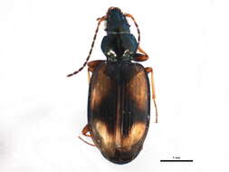 صورة Bembidion (Peryphus) femoratum Sturm 1825