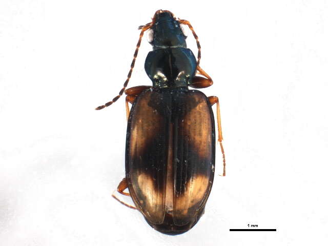 Image of Bembidion (Peryphus) femoratum Sturm 1825