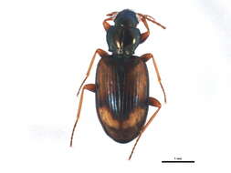 Image of Bembidion (Peryphus) femoratum Sturm 1825