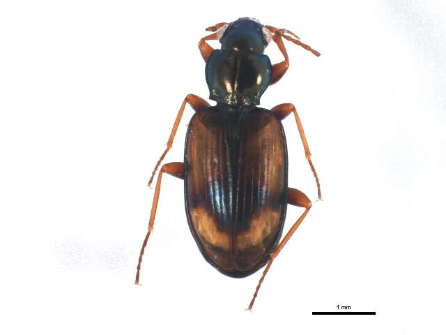 صورة Bembidion (Peryphus) femoratum Sturm 1825