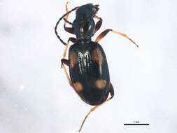 Bembidion (Nepha) genei illigeri Netolitzky 1914的圖片