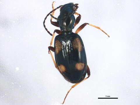 Image de Bembidion (Nepha) genei illigeri Netolitzky 1914