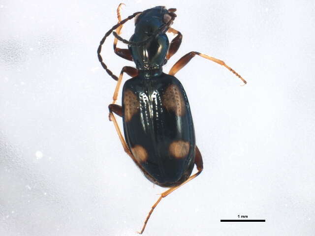 Bembidion (Nepha) genei illigeri Netolitzky 1914的圖片