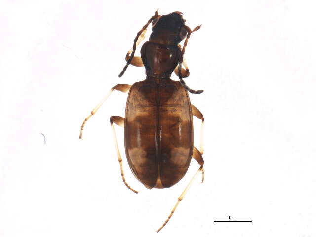 Bembidion (Nepha) genei illigeri Netolitzky 1914的圖片