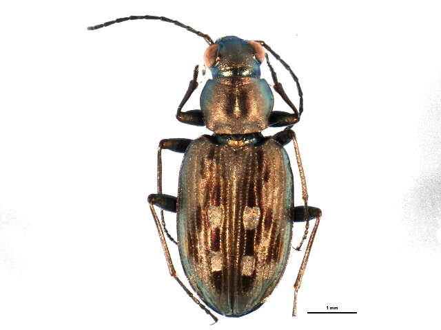 Image of Bembidion (Bracteon) litorale (G. A. Olivier 1790)