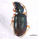 Imagem de Bembidion (Peryphanes) milleri Jacquelin du Val 1852