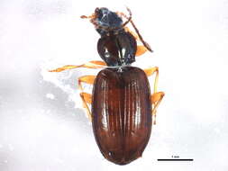 Image of Bembidion (Peryphanes) milleri Jacquelin du Val 1852