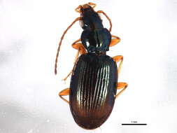 Image of Bembidion (Peryphanes) milleri Jacquelin du Val 1852