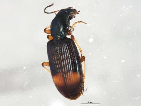 صورة Bembidion (Ocydromus) modestum (Fabricius 1801)