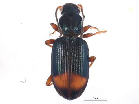 Imagem de Bembidion (Ocydromus) modestum (Fabricius 1801)