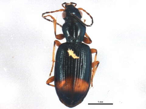 Imagem de Bembidion (Ocydromus) modestum (Fabricius 1801)