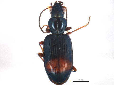 Imagem de Bembidion (Ocydromus) modestum (Fabricius 1801)