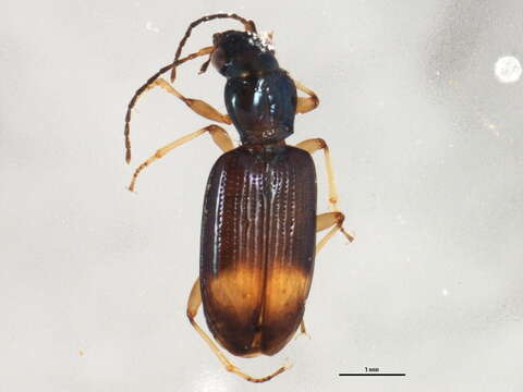 Imagem de Bembidion (Ocydromus) modestum (Fabricius 1801)