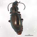 Bembidion (Neja) nigricorne Gyllenhal 1827 resmi