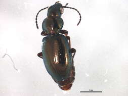 Bembidion (Neja) nigricorne Gyllenhal 1827的圖片