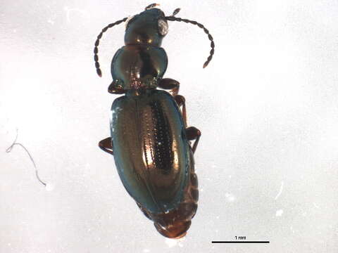 Bembidion (Neja) nigricorne Gyllenhal 1827 resmi