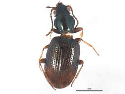 Bembidion (Emphanes) normannum Dejean 1831的圖片