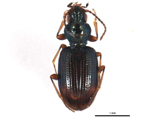 Bembidion (Emphanes) normannum Dejean 1831的圖片