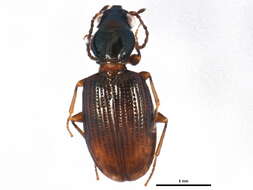 Bembidion (Emphanes) normannum Dejean 1831的圖片