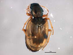 Image of Bembidion (Actedium) pallidipenne (Illiger 1802)