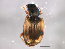 Image of Bembidion (Actedium) pallidipenne (Illiger 1802)